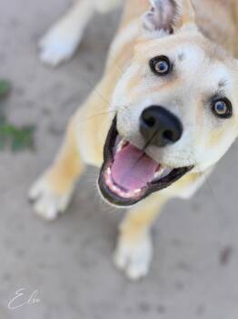 Husky and Shepherd Dogs Available for Adoption in Conroe, Texas - Elsa (Frozen Litter) | PetCurious