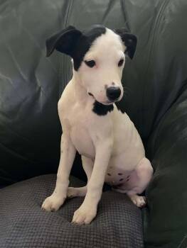 Rosalie - Twilight Litter -  Afghan Hound Dog for Adoption in Sheboygan, Wisconsin - Rosalie - Twilight Litter | PetCurious