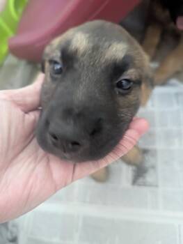 Shepherd and Retriever Dogs Available for Adoption - Tessa | PetCurious