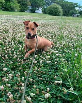 Ruggy -  Mixed Breed Dog for Adoption in Randleman, North Carolina - Ruggy | PetCurious