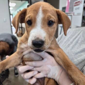 Professor -  Pointer and Treeing Walker Coonhound Dog for Adoption in Hattiesburg, Mississippi - Professor | PetCurious