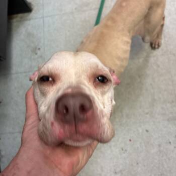 String bean -  Mixed Breed Dog for Adoption in Philadelphia, Pennsylvania - String Bean | PetCurious