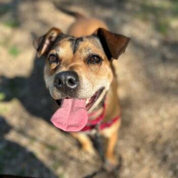 Mixed Breed Dogs Available for Adoption - Robyn | PetCurious