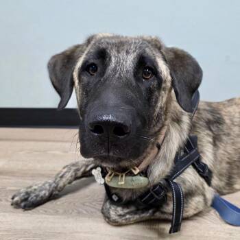 Davey -  Anatolian Shepherd Dog for Adoption in Ennis, Texas - Davey | PetCurious