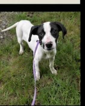 Puddles (water themed litter) -  Hound and Labrador Retriever Dog for Adoption in Mt. Juliet, Tennessee - Puddles (water Themed Litter) | PetCurious