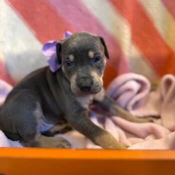 Hound and Labrador Retriever Dogs Available for Adoption - Juno Space | PetCurious