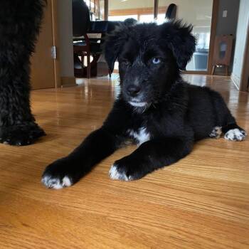 Great Pyrenees and Mixed Breed Dogs Available for Adoption - Lynette | PetCurious