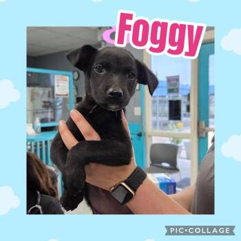 Foggy -  Labrador Retriever Dog for Adoption in Ringwood, New Jersey - Foggy | PetCurious