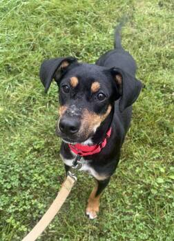 Annie -  Hound Dog for Adoption in Jefferson Hills, Pennsylvania - Annie | PetCurious
