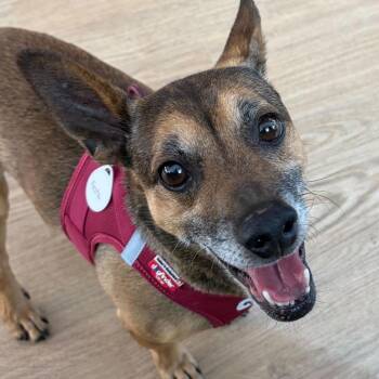Feste 14487 -  Chihuahua Dog for Adoption in San Francisco, California - Feste 14487 | PetCurious