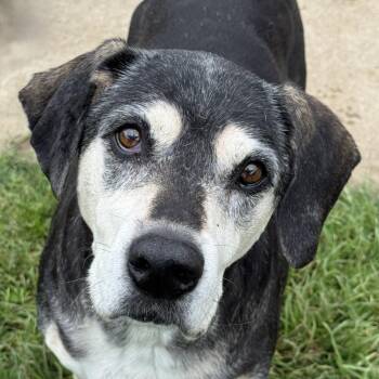 Basset Hound and Mixed Breed Dogs Available for Adoption in Brenham, Texas - Sadie | PetCurious