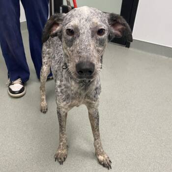 Australian Cattle Dog Blue Heeler and Mixed Breed Dogs Available for Adoption in Abilene, Texas - Sansa | PetCurious