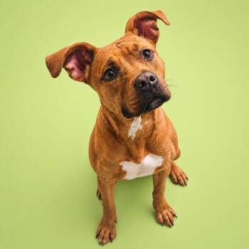 Pit Bull Terrier and Mixed Breed Dogs Available for Adoption in Concord, North Carolina - Rosalina | PetCurious