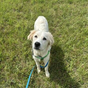 Gerald -  Great Pyrenees Dog for Adoption in Waynesville, North Carolina - Gerald | PetCurious