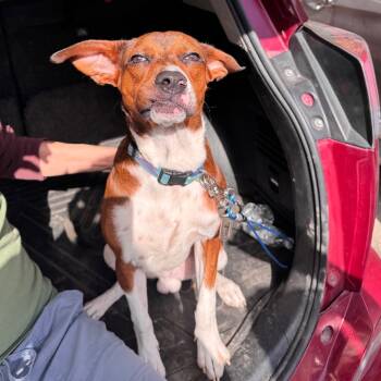 Rescue Basenji and Boxer Dogs for Adoption in San Antonio, Texas - Jimmy | PetCurious