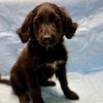 Coraline -  Flat Coated Retriever Dog for Adoption in Red Bluff, California - Coraline | PetCurious