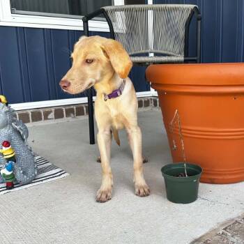 Cocoa -  Yellow Labrador Retriever and Hound Dog for Adoption in Enterprise, Alabama - Cocoa | PetCurious