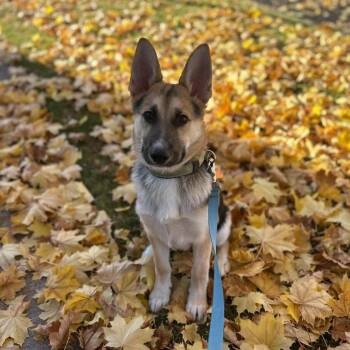 Pencil -  Shepherd and Mixed Breed Dog for Adoption in Bend, Oregon - Pencil | PetCurious