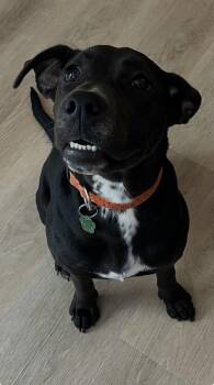 Labrador Retriever Dogs Available for Adoption - Adeline | PetCurious