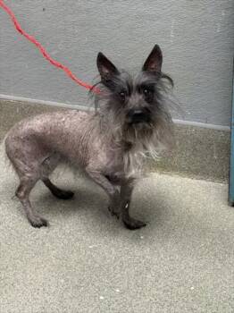 LUCY -  Terrier and Mixed Breed Dog for Adoption in Las Vegas, Nevada - LUCY | PetCurious