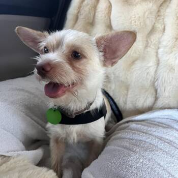 Ernie Benefactor Dog -  Chihuahua and Terrier Dog for Adoption in Abbotsford, British Columbia - Ernie Benefactor Dog | PetCurious