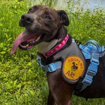 Pixie -  American Bulldog and Doberman Pinscher Dog for Adoption in Des Moines, Iowa - Pixie | PetCurious