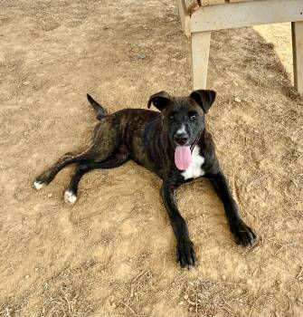 Rescue Terrier Dogs for Adoption in Senatobia, Mississippi - Jon Jon | PetCurious