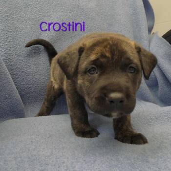 Brookie -  Mixed Breed Dog for Adoption in Parkersburg, West Virginia - Brookie | PetCurious