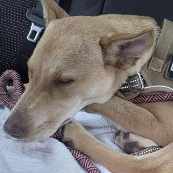 Blue Eyed Coyote PC -  Shepherd and Carolina Dog Dog for Adoption in Goliad, Texas - Blue Eyed Coyote PC | PetCurious