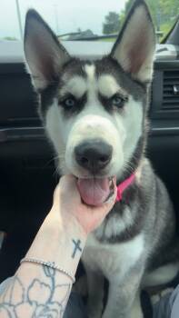 (Everest) Sadie -  Husky Dog for Adoption - (Everest) Sadie | PetCurious