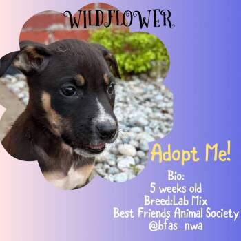 Mixed Breed Dogs Available for Adoption - Wildflower | PetCurious