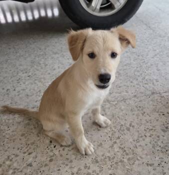 ASHER - perfect family dog -  Golden Retriever and Yellow Labrador Retriever Dog for Adoption - ASHER - Perfect Family Dog | PetCurious