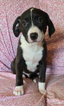 Hemlock (foster needed) -  Beagle and Terrier Dog for Adoption in New York, New York - Hemlock (foster Needed) | PetCurious