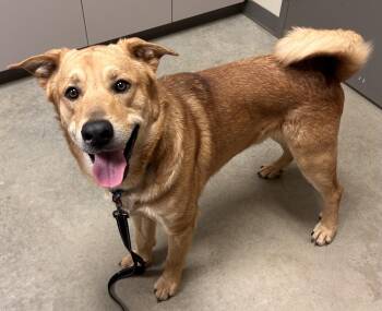 Matteo -  Shepherd Dog for Adoption in Mason City, Iowa - Matteo | PetCurious