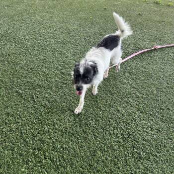 Hailey -  Wirehaired Terrier and Mixed Breed Dog for Adoption in Jupiter, Florida - Hailey | PetCurious