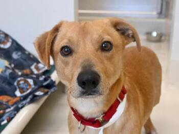 Terrier and Dachshund Dogs Available for Adoption - Dusty | PetCurious