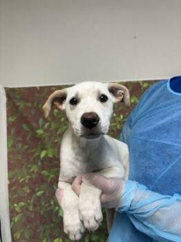 Labrador Retriever and Mixed Breed Dogs Available for Adoption in San Antonio, Texas - Pecan | PetCurious