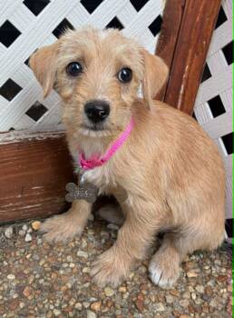 Bonnie -  Terrier and Dachshund Dog for Adoption in Holly Springs, North Carolina - Bonnie | PetCurious