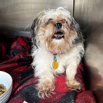 Izzy (ON) -  Mixed Breed Dog for Adoption in Chattanooga, Tennessee - Izzy (ON) | PetCurious