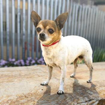 Chihuahua Dogs Available for Adoption in Palm Springs, California - Eliza | PetCurious