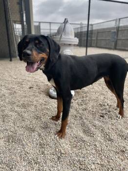 Catahoula Leopard Dog and Mixed Breed Dogs Available for Adoption - Sahara | PetCurious