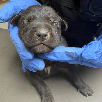 Drizzle -  Mixed Breed Dog for Adoption in Columbus, Georgia - Drizzle | PetCurious