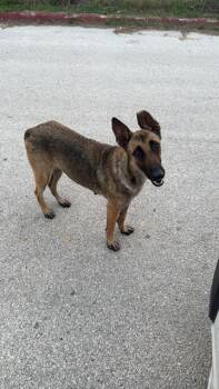 German Shepherd Dog Dogs Available for Adoption in San Antonio, Texas - A804456 | PetCurious