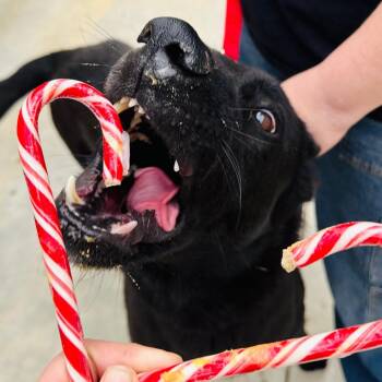 German Shepherd Dog Dogs Available for Adoption - Ghost | PetCurious