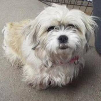 Shih Tzu Dogs Available for Adoption - Coco | PetCurious