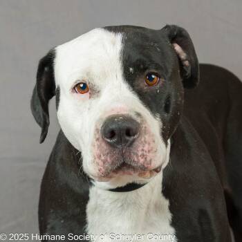 Rescue Pit Bull Terrier and Bulldog Dogs for Adoption in Montour Falls, New York - Mr. Magoo | PetCurious