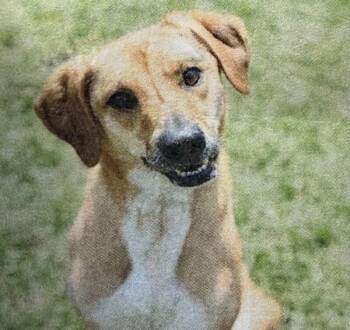 Sasha -  Labrador Retriever and Foxhound Dog for Adoption in Burgaw, North Carolina - Sasha | PetCurious