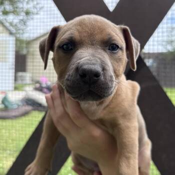 American Bulldog and Mixed Breed Dogs Available for Adoption in Loxahatchee Groves, Florida - Cleopatra 7473 | PetCurious
