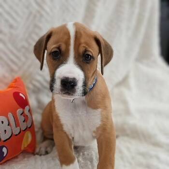 Koda -  Mixed Breed Dog for Adoption in Cleveland, Texas - Koda | PetCurious