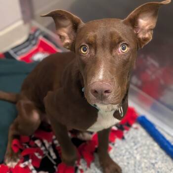 Denver -  Mixed Breed Dog for Adoption in Prairie Du Chien, Wisconsin - Denver | PetCurious
